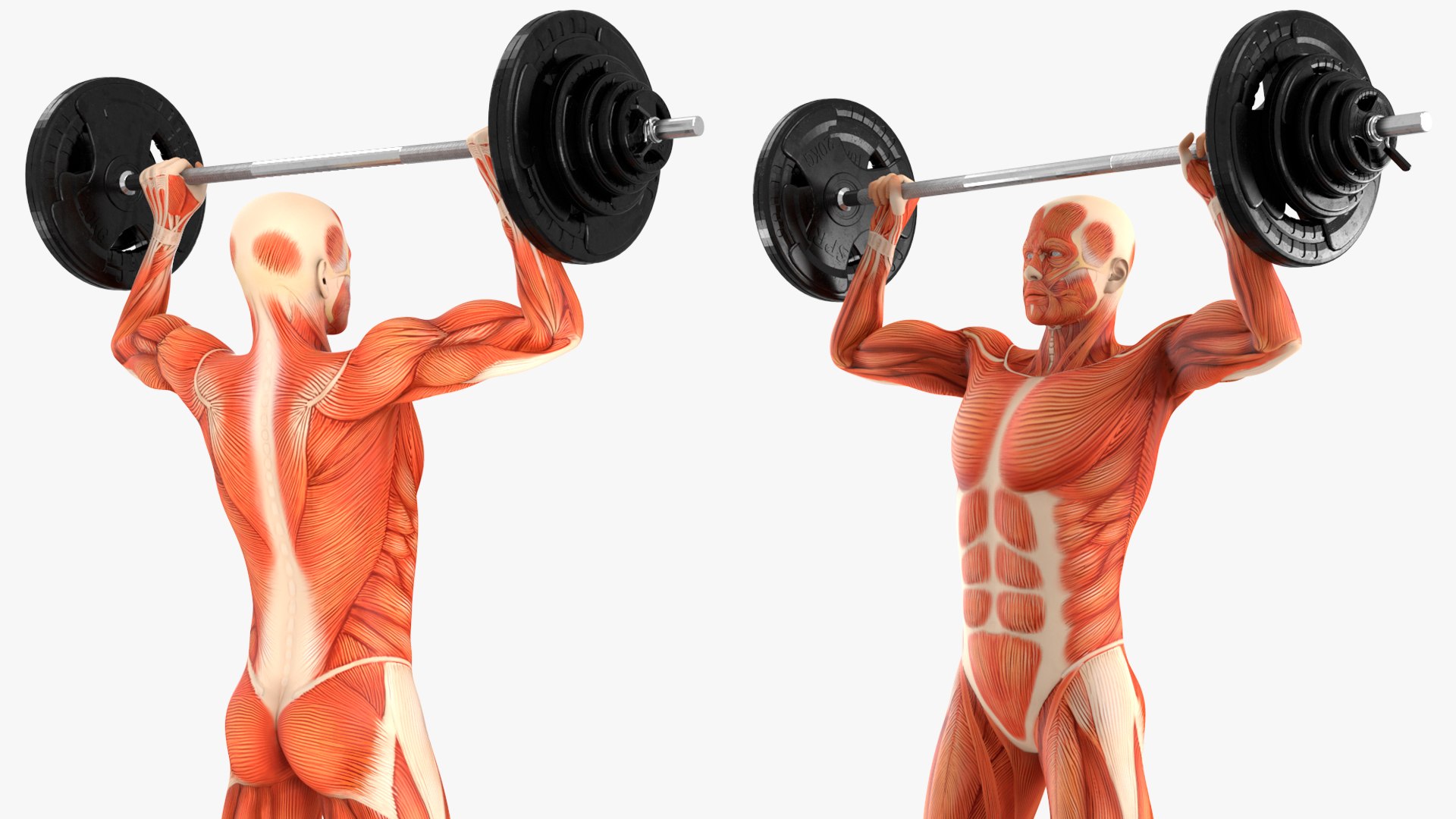Anatomy Male Muscular System Shoulder Press Animated Rigged Model ...