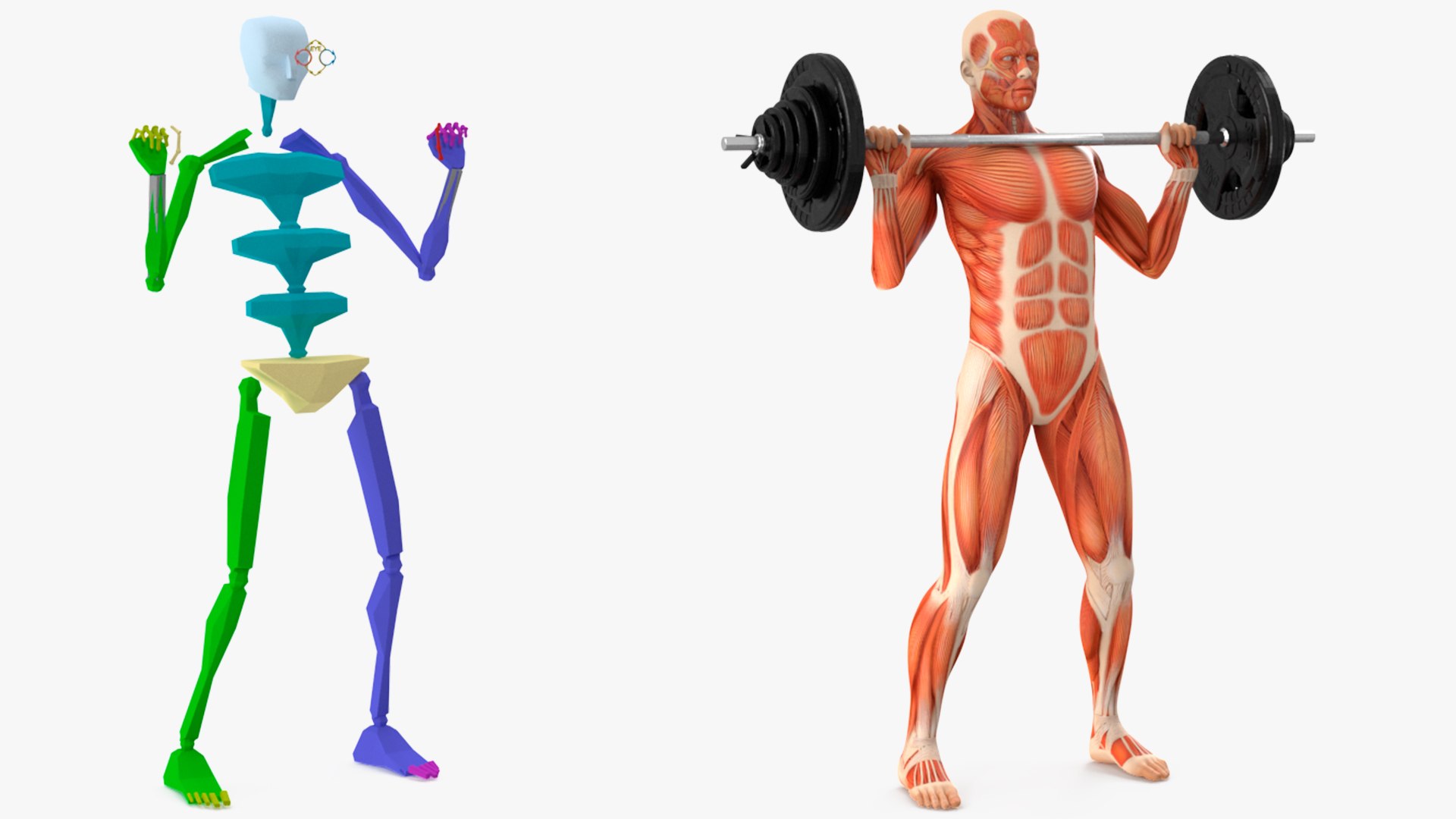 Anatomy Male Muscular System Shoulder Press Animated Rigged Model ...