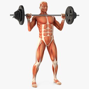 Anatomy Male Muscular System Shoulder Press Animated Rigged model