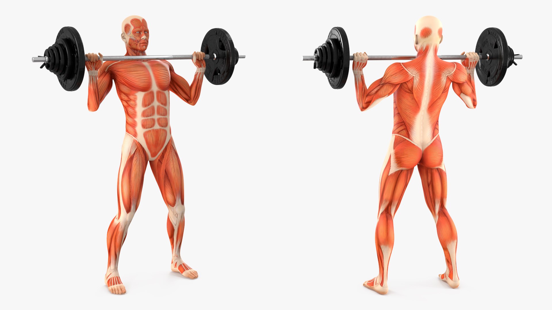 Anatomy Male Muscular System Shoulder Press Animated Rigged Model ...