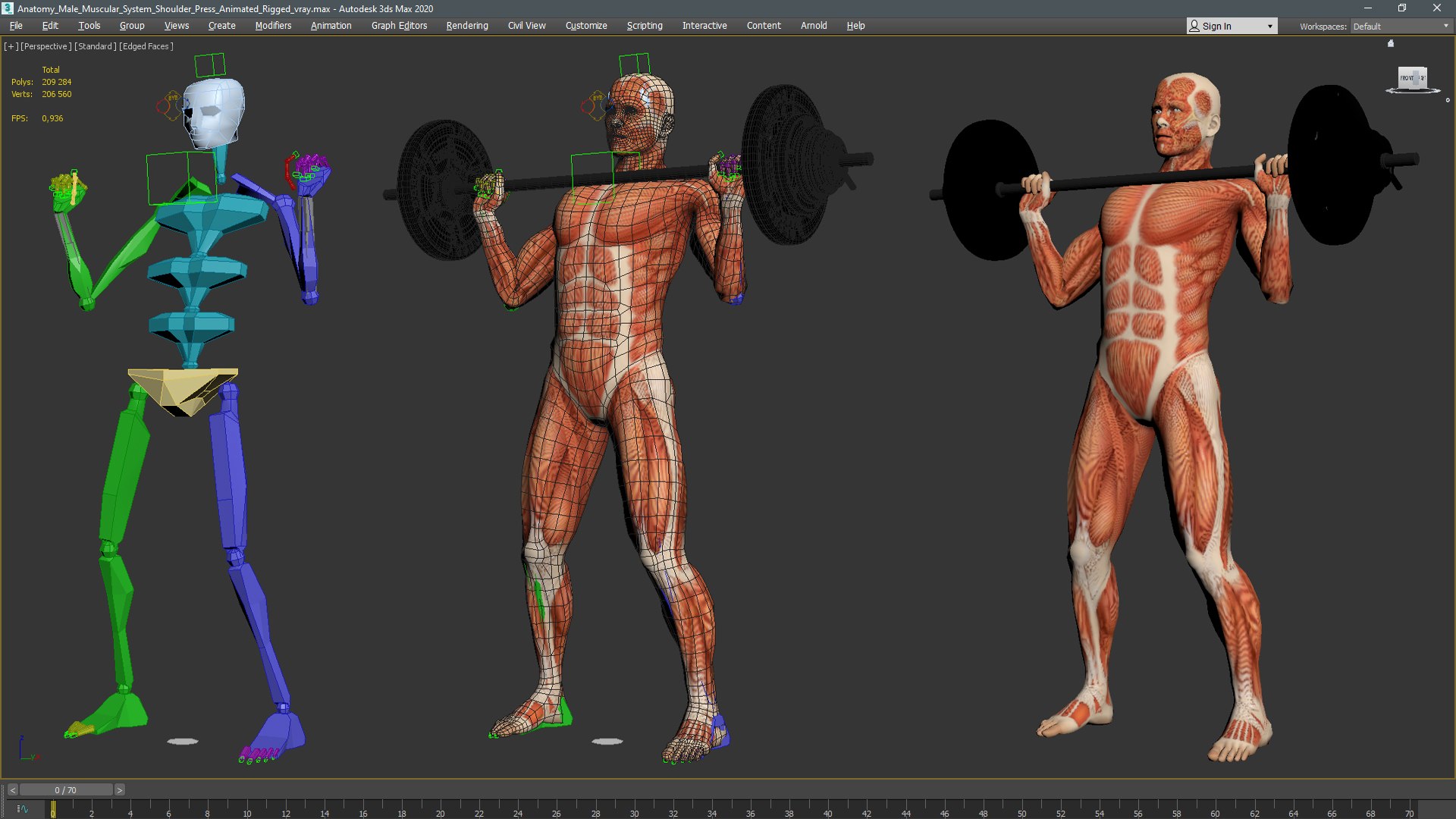 Anatomy Male Muscular System Shoulder Press Animated Rigged Model ...