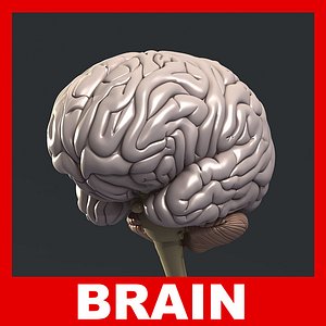 Human Brain 3D Model (No Textures)