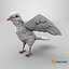 Paloma Blanca - Sistema de Vuelo - Comportamiento de las Aves