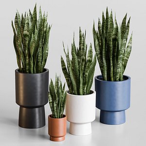 3D Sansevieria model