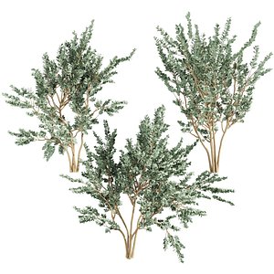 3D model plant vol 980 - Eucalyptus - macrocarpa - tree