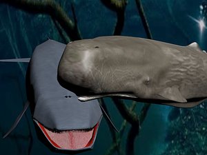 3D blue whale leader model