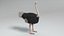 3D gorilla owl ostrich