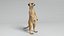 Animal Collection 1