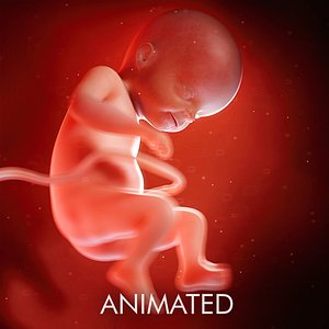 fetus week 22 3D model