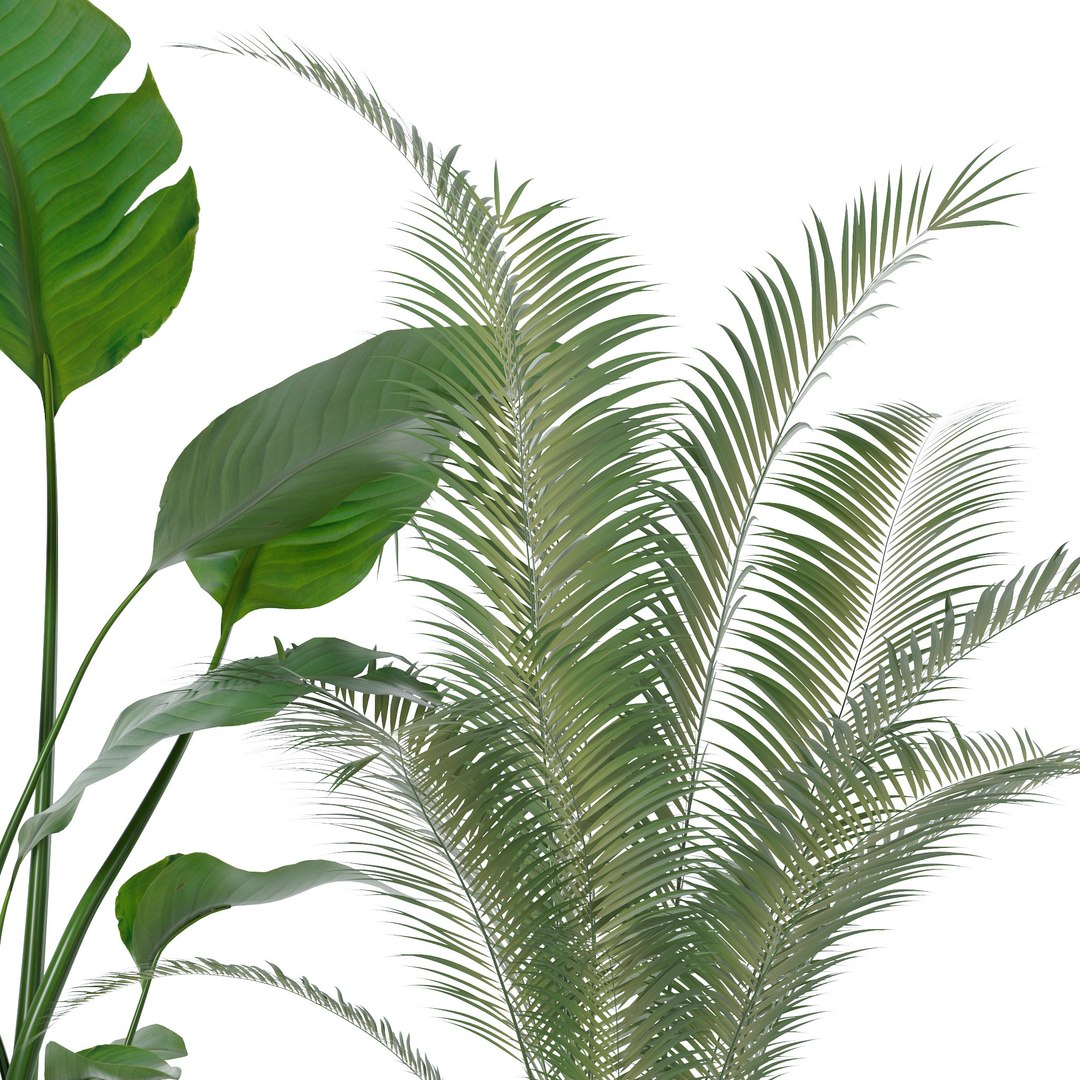 Plants collection 143 3D model https://p.turbosquid.com/ts-thumb/KY/GC4AH7/51/16/jpg/1664963576/1920x1080/fit_q87/ae47b4e9b33d01212bc6e5b3e1b3087be386b7c4/16.jpg