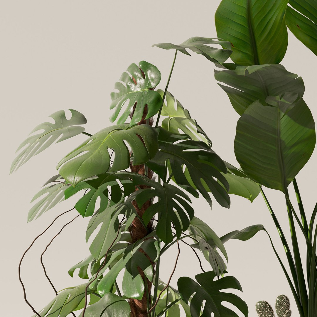 Plants collection 143 3D model https://p.turbosquid.com/ts-thumb/KY/GC4AH7/6c/11/jpg/1664963573/1920x1080/fit_q87/5c8ceacb2d11c8315cdf6299408d023cf2ee2a99/11.jpg