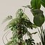 Collecte de plantes 143