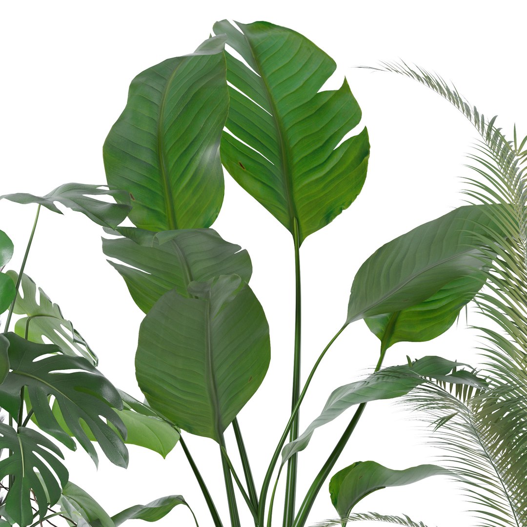 Plants collection 143 3D model https://p.turbosquid.com/ts-thumb/KY/GC4AH7/AY/13/jpg/1664963574/1920x1080/fit_q87/05909cd8699cfdc44e511d5badf7060b346ebe1b/13.jpg