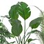 Collecte de plantes 143