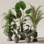 Collecte de plantes 143
