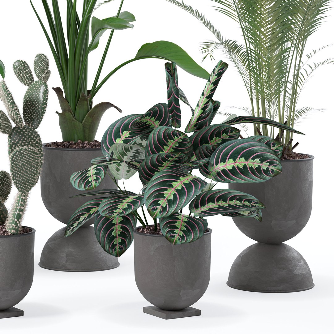 Plants collection 143 3D model https://p.turbosquid.com/ts-thumb/KY/GC4AH7/GZ/3/jpg/1664963567/1920x1080/fit_q87/8ca1bdc7c6e8cedffecf63e73619049a426f6e5a/3.jpg
