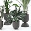 Collecte de plantes 143