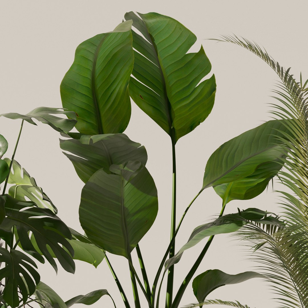 Plants collection 143 3D model https://p.turbosquid.com/ts-thumb/KY/GC4AH7/X7/14/jpg/1664963575/1920x1080/fit_q87/0ba7b0a076820ec5d27b659158f2fba9722b7c1f/14.jpg