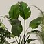 Collecte de plantes 143