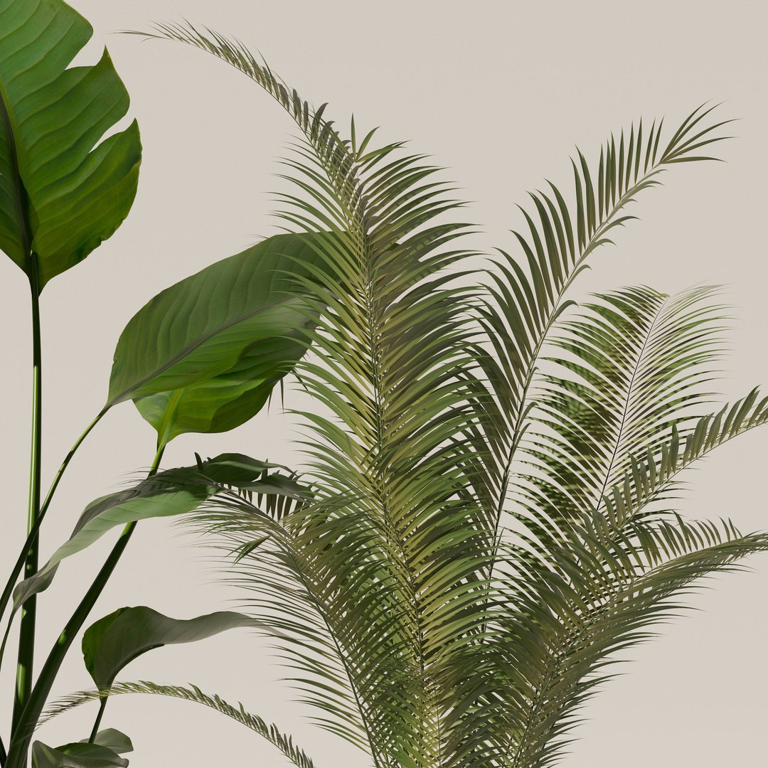 Plants collection 143 3D model https://p.turbosquid.com/ts-thumb/KY/GC4AH7/YE/17/jpg/1664963545/1920x1080/fit_q87/f5eac88b23047a192078989335d083ce9d890ecd/17.jpg