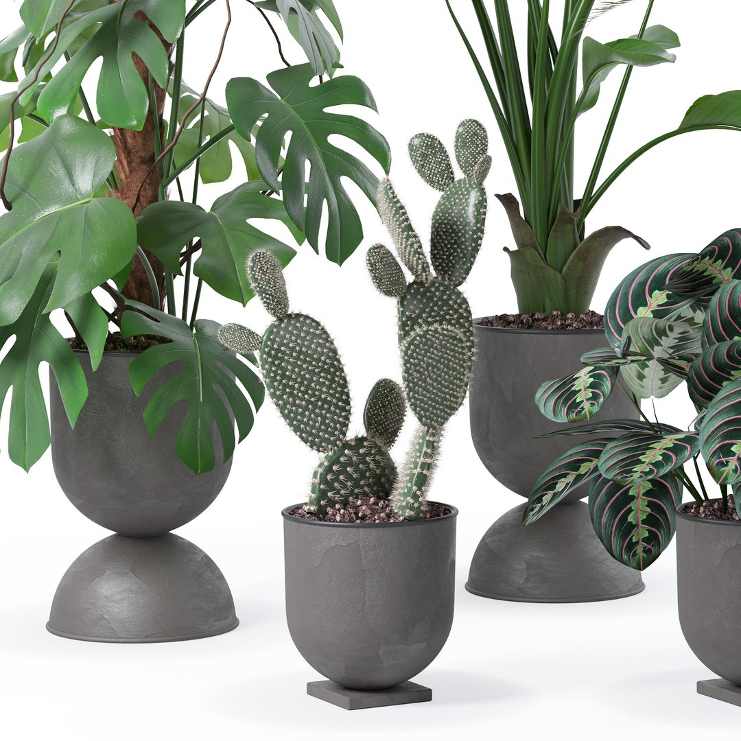 Plants collection 143 3D model https://p.turbosquid.com/ts-thumb/KY/GC4AH7/nB/2/jpg/1664963564/1920x1080/fit_q87/b18d6358087ac46a00f266c7f76b9acc453cd65d/2.jpg