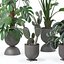 Collecte de plantes 143