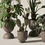 Collecte de plantes 143