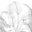 Collecte de plantes 143
