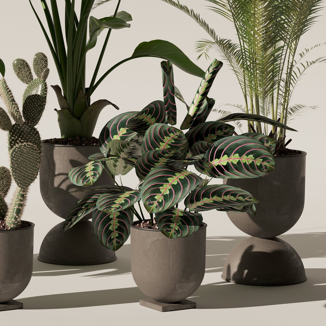 Plants collection 143 3D model https://p.turbosquid.com/ts-thumb/KY/GC4AH7/uH/8/jpg/1664963571/1920x1080/fit_q87/650850f1c1a90b91ed8faa971bb48ed5b026f429/8.jpg