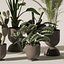 Collecte de plantes 143