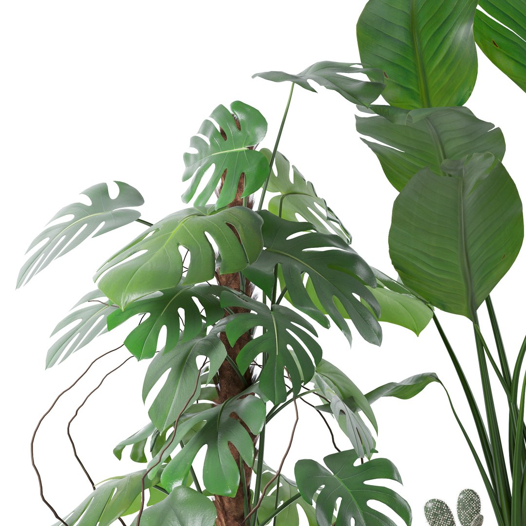 Plants collection 143 3D model https://p.turbosquid.com/ts-thumb/KY/GC4AH7/vw/4/jpg/1664963567/1920x1080/fit_q87/f6467e69a7b2e970cce7cede5844120af2aa46e0/4.jpg