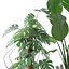 Collecte de plantes 143