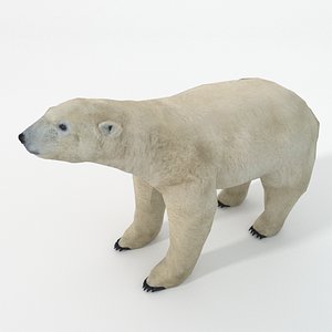 polar bear 3D model