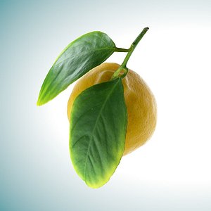 3D lemon 1 polly model