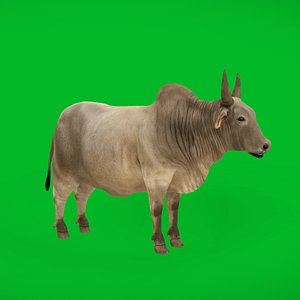 Asian Zebu Cattle 3D model