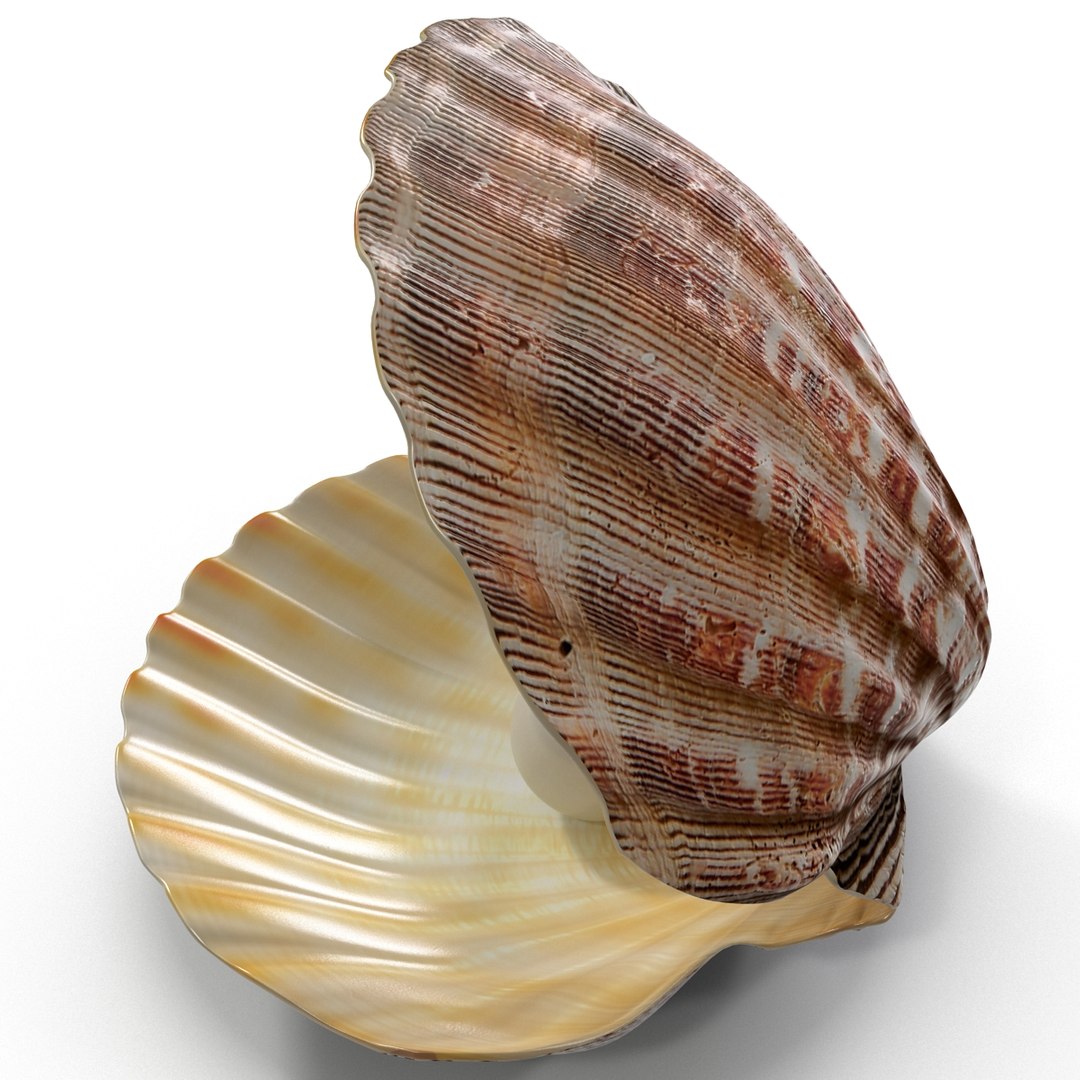 3d 3ds pearl shell https://p.turbosquid.com/ts-thumb/KY/NoFnhF/6CoUd84A/pearlinshell_18/jpg/1390951965/1920x1080/fit_q87/f144b97ace459ba866bab2f202256cae2b0e0520/pearlinshell_18.jpg
