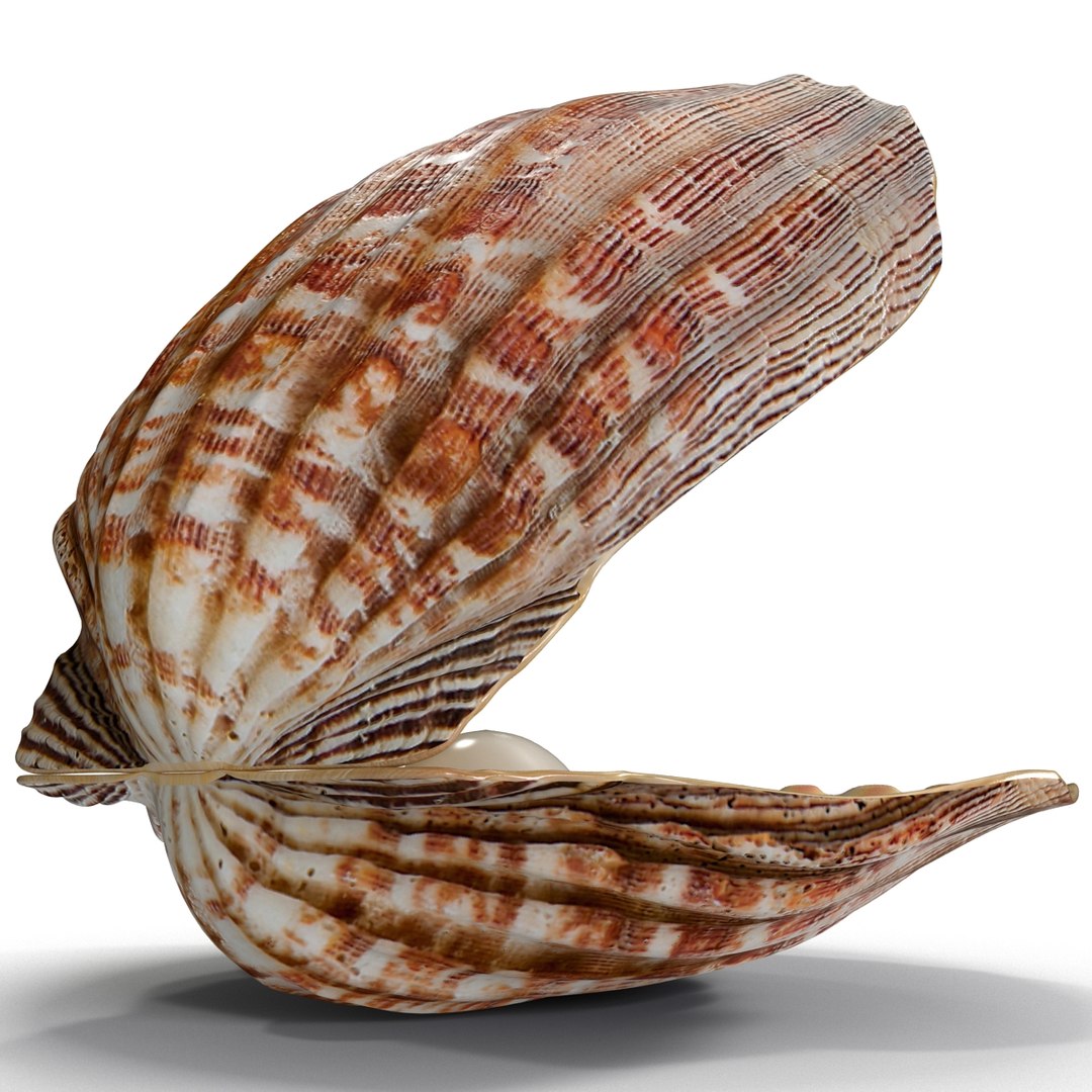 3d 3ds pearl shell https://p.turbosquid.com/ts-thumb/KY/NoFnhF/7m6TFut3/pearlinshell_15/jpg/1390951955/1920x1080/fit_q87/de8735c0cef4819660db3eed1e9c7049f2552655/pearlinshell_15.jpg