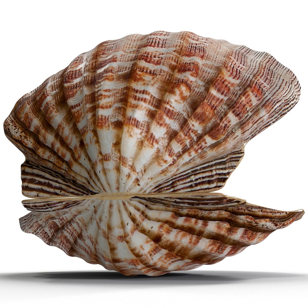 3d 3ds pearl shell https://p.turbosquid.com/ts-thumb/KY/NoFnhF/A0BELWjH/pearlinshell_16/jpg/1390951959/1920x1080/fit_q87/b2d8c744158052e63e68b782d10fe11792ea2908/pearlinshell_16.jpg