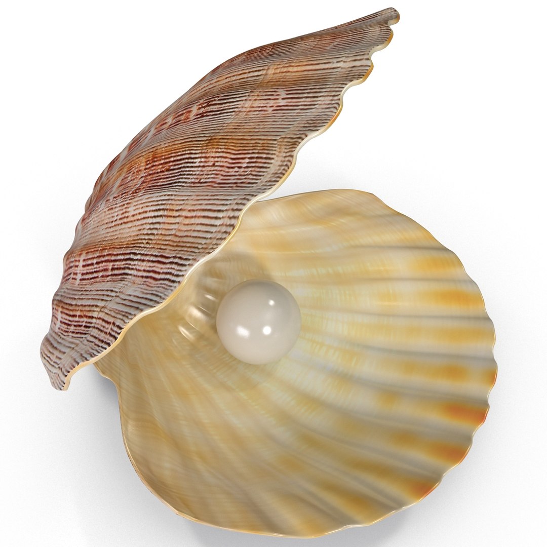 3d 3ds pearl shell https://p.turbosquid.com/ts-thumb/KY/NoFnhF/FaXRiGvb/pearlinshell_17/jpg/1390951961/1920x1080/fit_q87/ef51cb2f7696217f309286b2acd67cb3e8bb6c41/pearlinshell_17.jpg