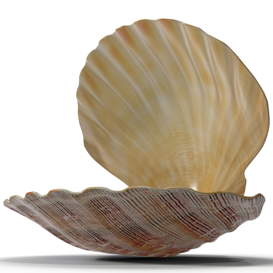 3d 3ds pearl shell https://p.turbosquid.com/ts-thumb/KY/NoFnhF/dFHxfqBD/pearlinshell_19/jpg/1390951969/1920x1080/fit_q87/54f839f8305c1a6b5520dbde13b7bd9f66528dd9/pearlinshell_19.jpg