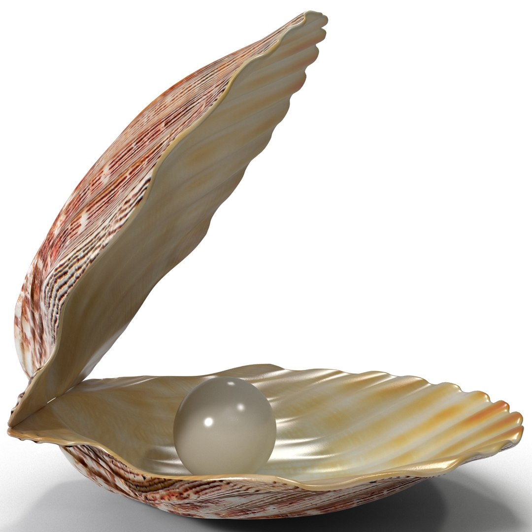 3d 3ds pearl shell https://p.turbosquid.com/ts-thumb/KY/NoFnhF/tV9LLj1S/pearlinshell_12/jpg/1390951946/1920x1080/fit_q87/1500ecf42341cdd67f337315ebc8d67df37ae4f7/pearlinshell_12.jpg