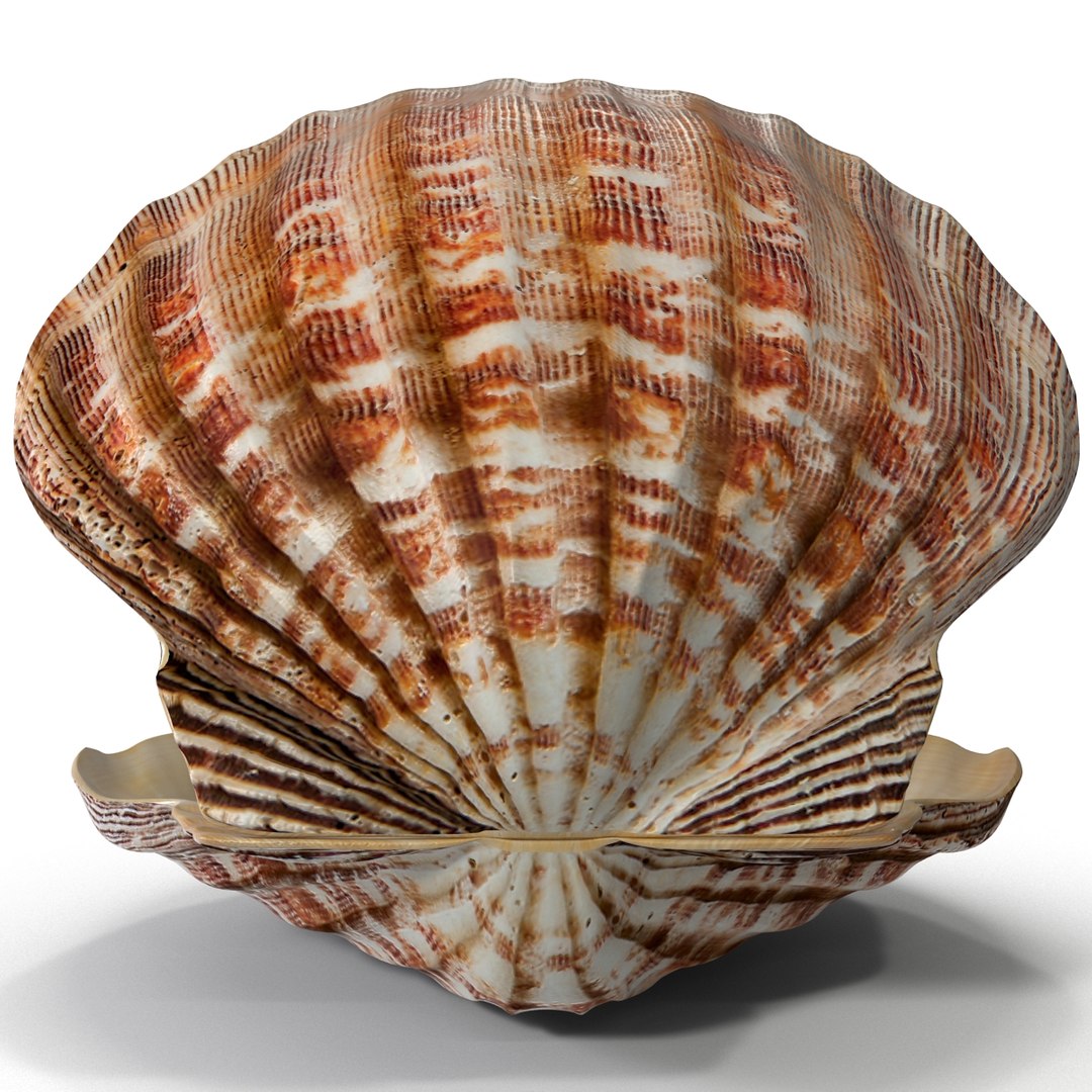 3d 3ds pearl shell https://p.turbosquid.com/ts-thumb/KY/NoFnhF/u2lAk141/pearlinshell_11/jpg/1390951942/1920x1080/fit_q87/41f709209ec900e5da5ce2cd9dc2915e116120df/pearlinshell_11.jpg