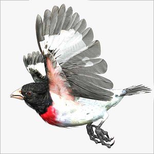 rose-breasted grosbeak 3d max