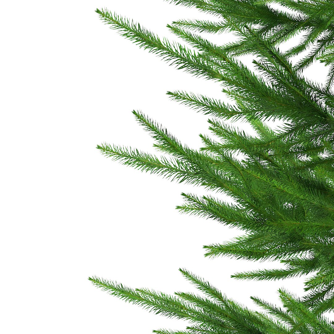 Norway Spruce Picea Abies 3d Model