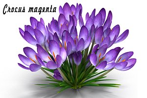max crocus