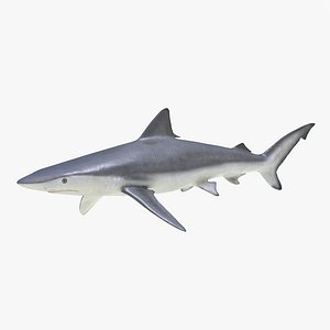 3d model smalltail shark