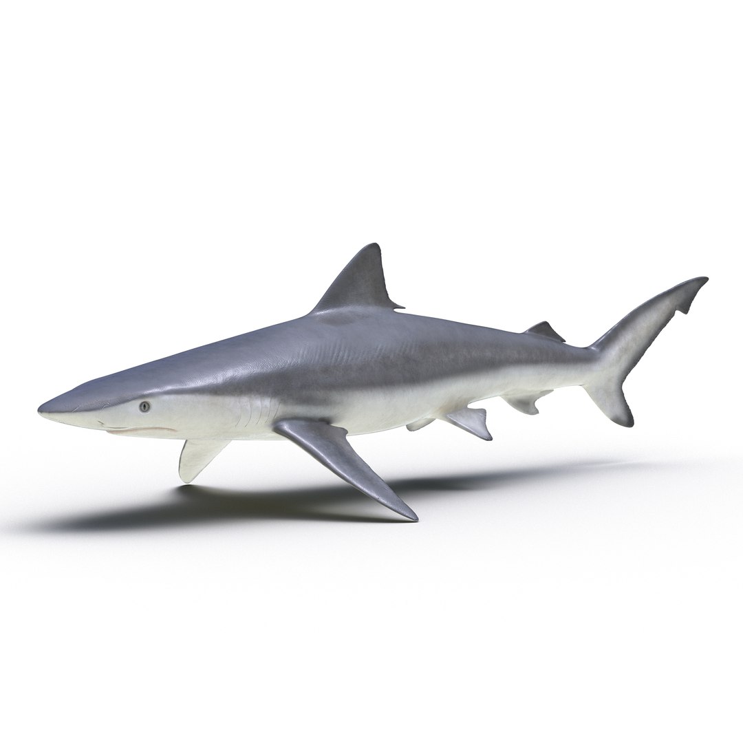 Smalltail Shark 3D Model 3D model preview