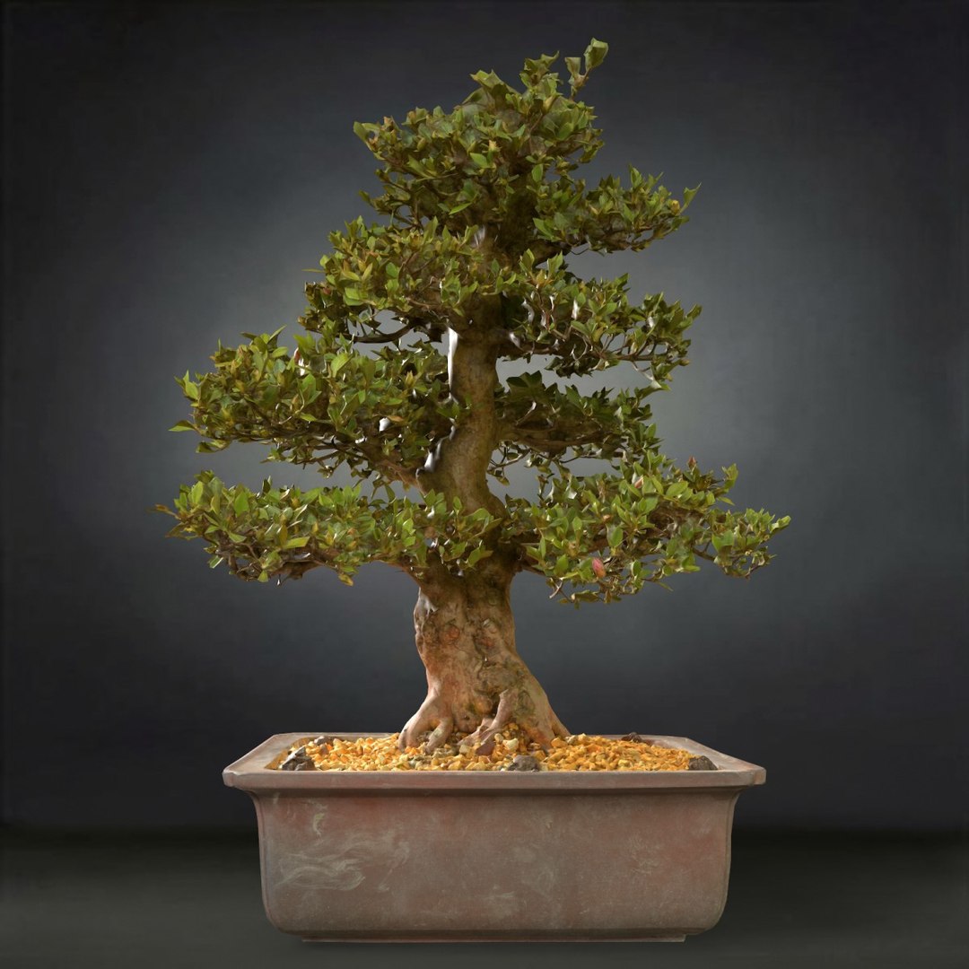 3D Bonsai Tree Satsuki - TurboSquid 1154334