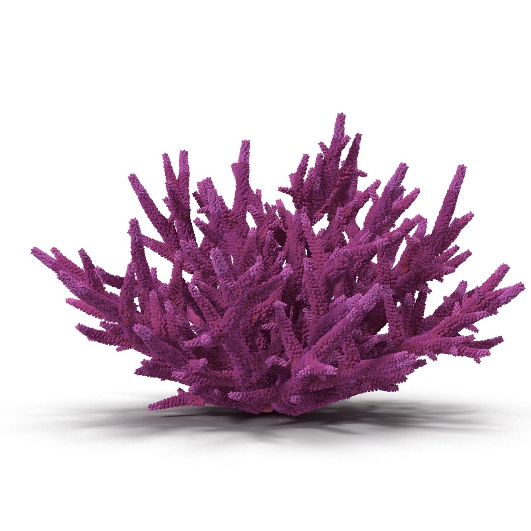 Sea Acropora Formosa Max