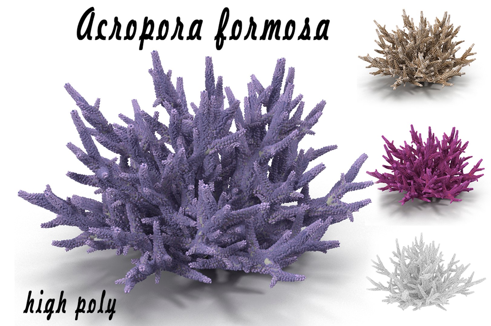 Sea Acropora Formosa Max
